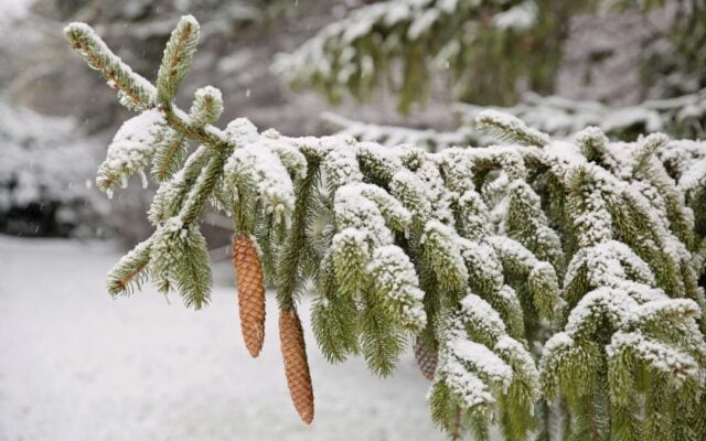 Snow-covered evergreen branch with pinecones in winter landscape