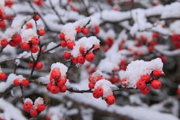 Winterberry branches with bright red berries covered in snow