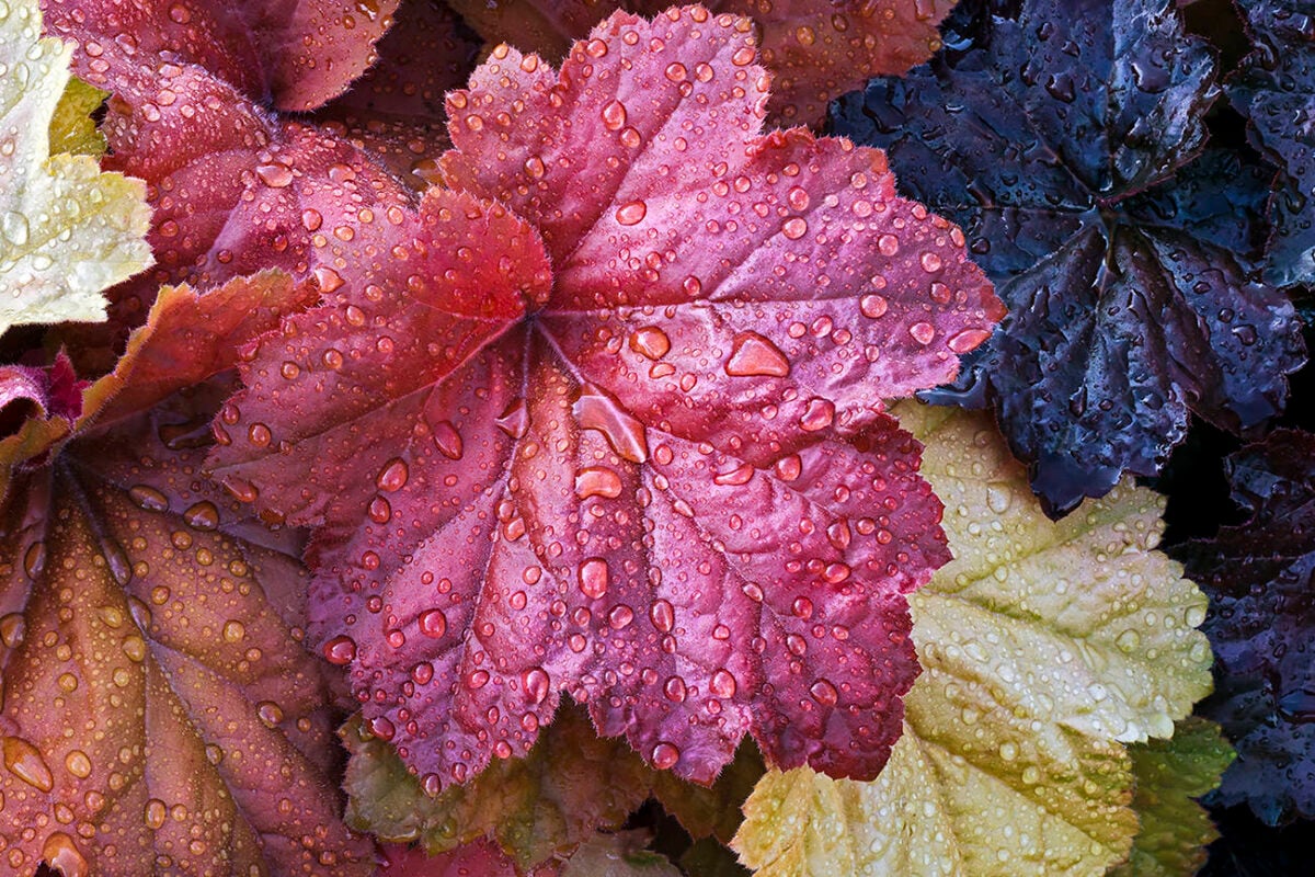 coral bells, color, red