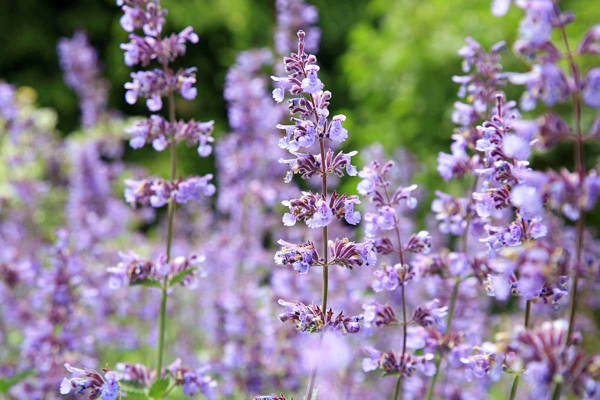 Difference Between Catmint And Catnip Feature