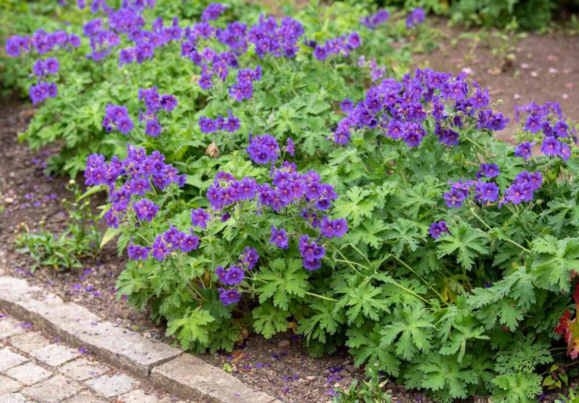 How To Grow True Perennial Geraniums 1402842 01 5452168bba944a7c92b1556ca04d37d0