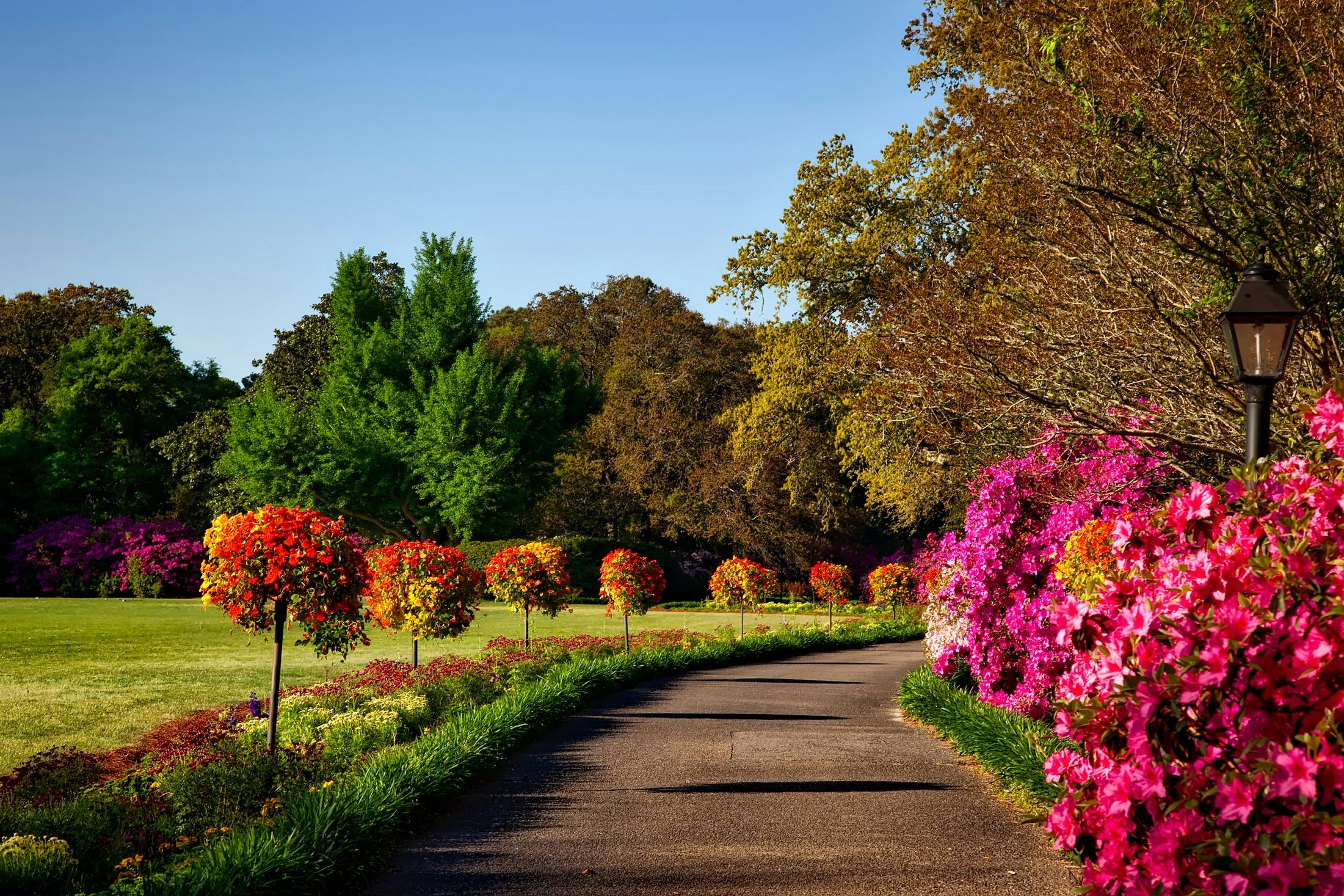 Paved garden pathway lined with colorful fall flowers and neatly trimmed shrubs under clear blue skies in autumn.