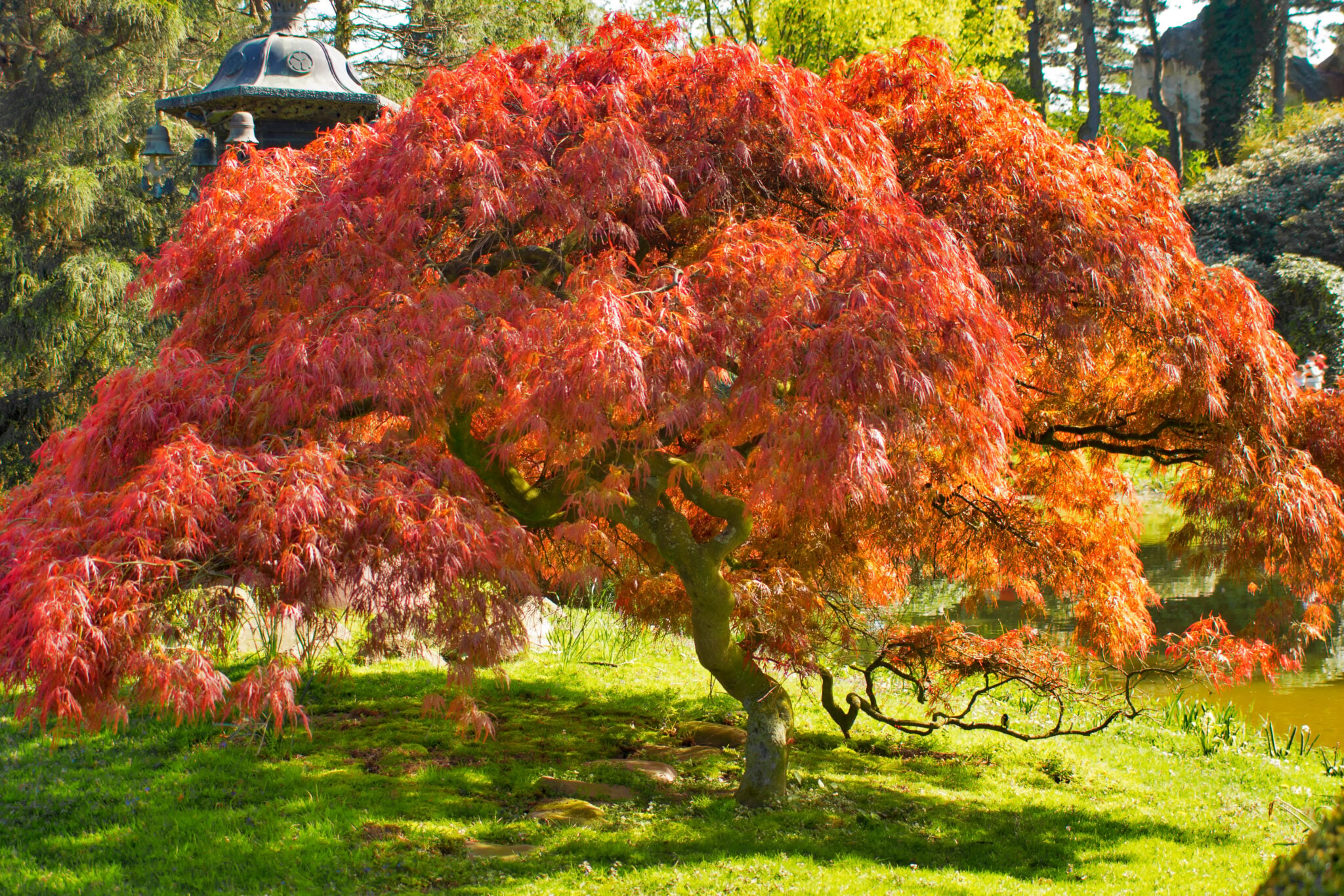 5 Best Small Trees for Compact Yards in New England | Land Design ...