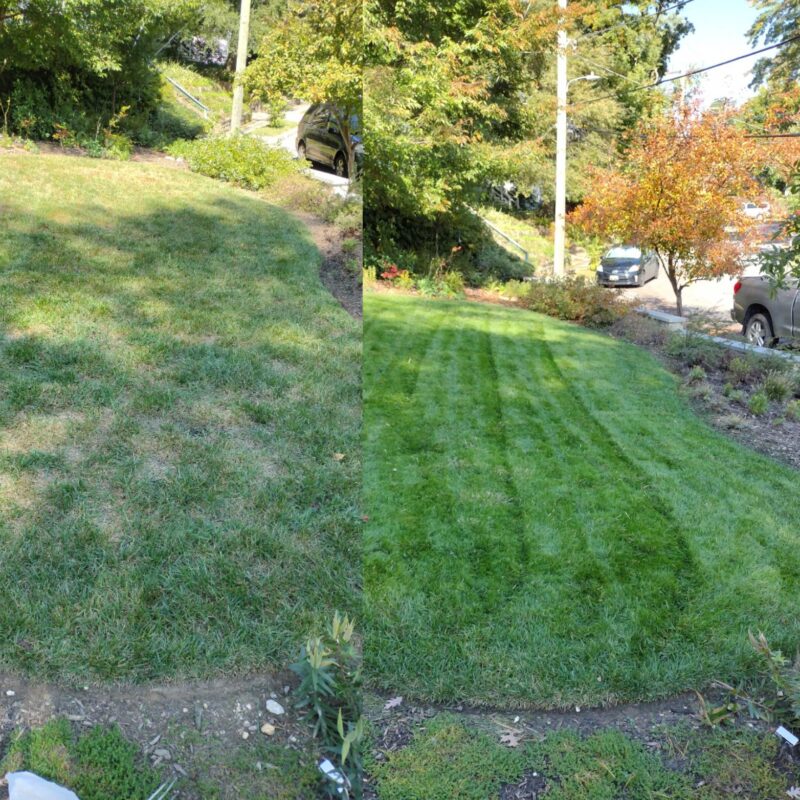Before-and-after lawn restoration showing improved color, density, and health after aeration, overseeding, and top dressing in the Boston area.