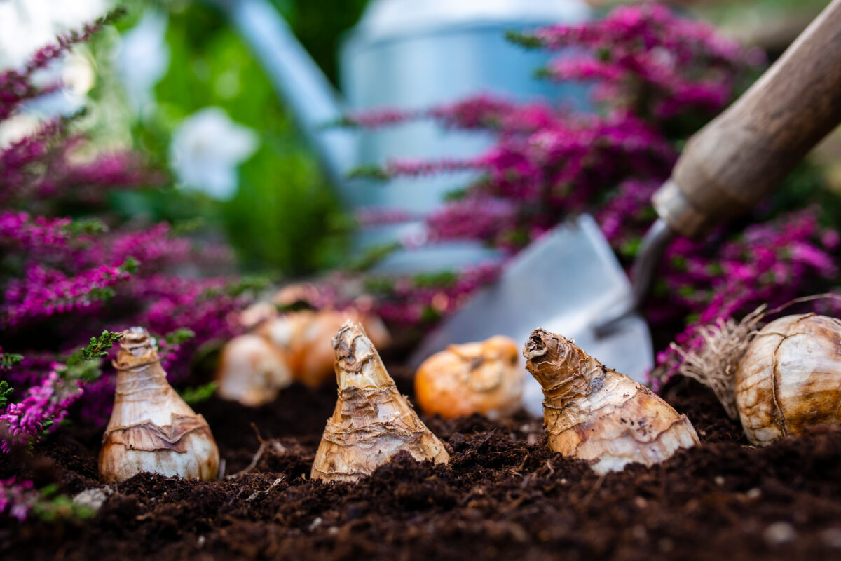 Planting spring bulbs in fall garden soil with gardening tools and flowers in Boston backyard landscape.