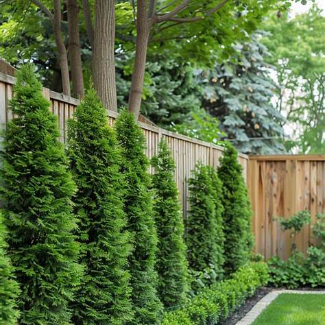 Evergreen privacy screen along wooden fence in Massachusetts backyard