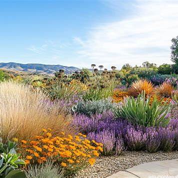Xeriscape garden in Needham, MA with drought-tolerant native plants, ornamental grasses, and flowering perennials under bright sunlight.