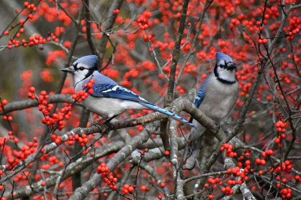 Two blue jays perched on branches of a winterberry bush covered in bright red berries.