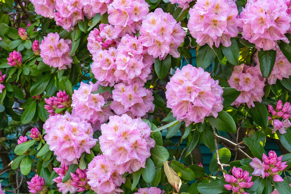 PJM rhododendron in bloom in a Cohasset, MA landscape designed by Land Design Associates