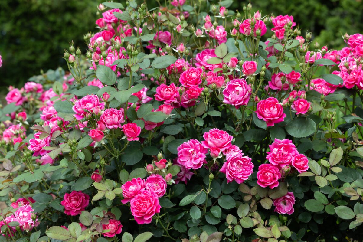 Pink and red Knock Out roses blooming in a residential landscape garden in Cohasset Massachusetts designed and planted by Land Design Associates