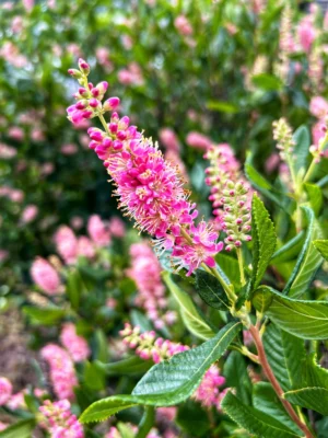 Ruby Spice Summersweet (Clethra alnifolia 'Ruby Spice') in bloom &mdash; a fragrant, salt-tolerant native shrub recommended by Land Design Associates for landscape architecture projects in Cohasset, Hingham, and Duxbury, Massachusetts