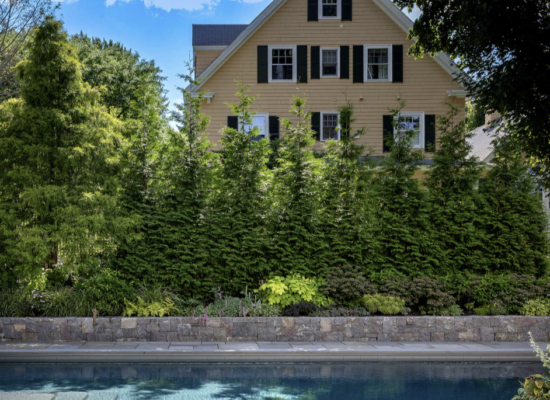 Staggered evergreen privacy planting with mixed species along a residential property line in Hingham, MA, installed by Land Design Associates