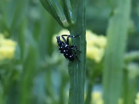 Spotted lanternfly nymph with black body and white spots on a plant stem in a Massachusetts landscape