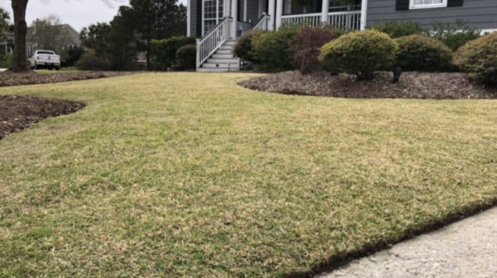 Dormant brown lawn in summer on a South Shore Massachusetts property next to green irrigated turf