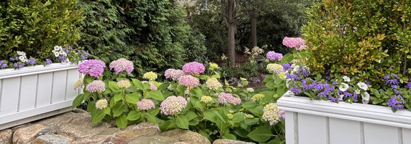 June blooming garden with catmint, salvia and mountain laurel on South Shore MA property — Land Design Associates Walpole landscape design
