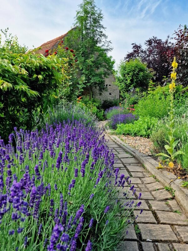 Coastal landscape design in Cohasset, MA with salt-tolerant plantings framing a bluestone patio