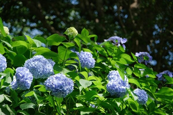Lush perennial garden bed in June on a South Shore Massachusetts property with mulched borders and blooming annuals