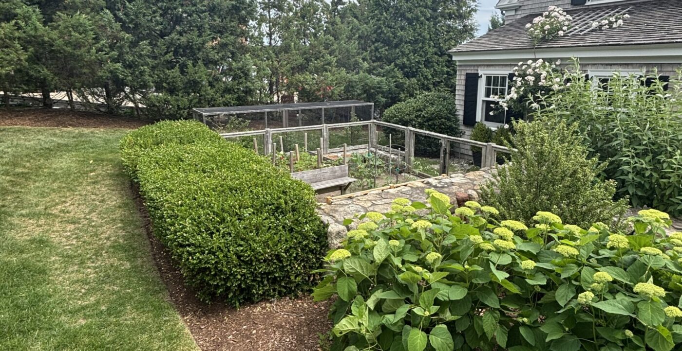 Edible landscape design with blueberry hedge, herb border and espalier apple on South Shore MA property — Land Design Associates Walpole