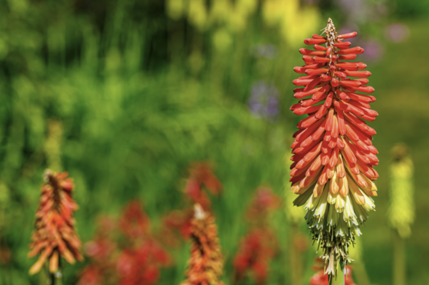 Bicolor red hot poker Kniphofia flower spikes blooming in a sunny perennial border