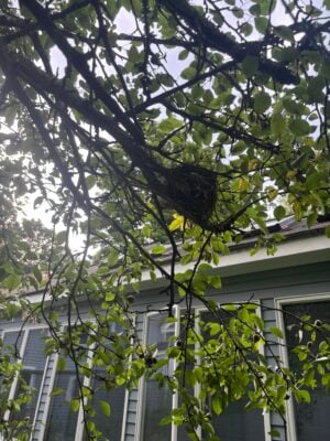 Native tree providing nesting habitat for birds in a landscaped Greater Boston yard