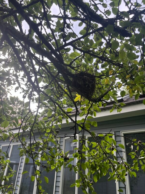 Native tree providing nesting habitat for birds in a landscaped Greater Boston yard