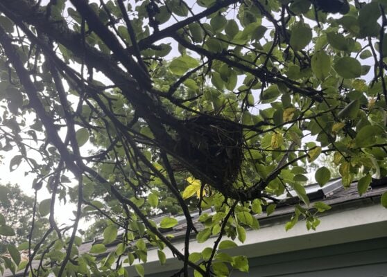 Native tree providing nesting habitat for birds in a landscaped Greater Boston yard