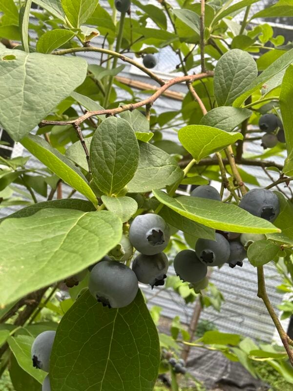 Blueberry bushes used in landscape design for homes across Greater Boston