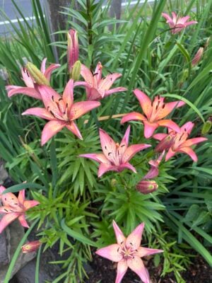 Lily flowers in a landscaped garden bed designed for a Greater Boston home