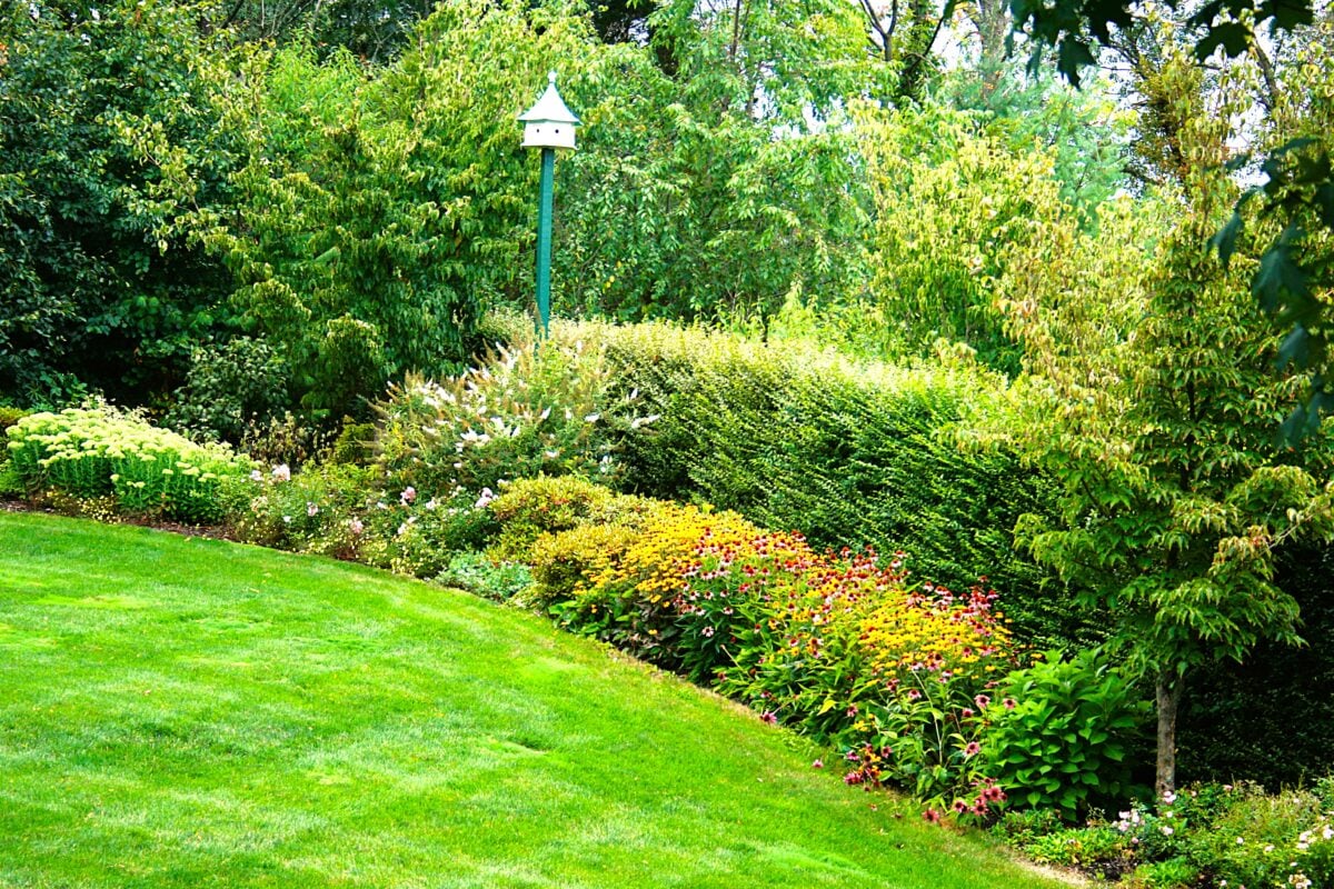 Native plant garden with switchgrass, black-eyed Susan, and winterberry holly in a Hingham, MA landscape design by LDA