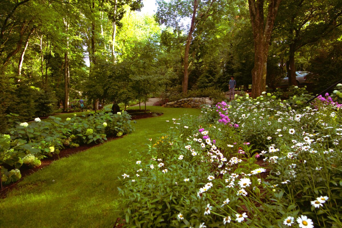 Wooded perennial garden border with hydrangeas, shasta daisies, coneflowers, and phlox along a curved lawn path at a Westwood, Massachusetts property