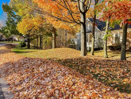 Fall leaf removal and lawn cleanup service on a South Shore MA property