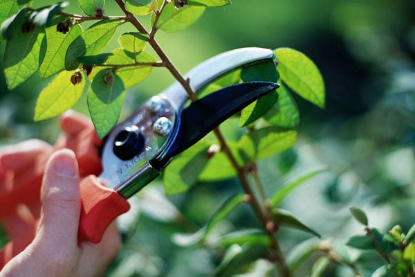 all garden, garden maintenance, perennials, pruning, Massachusetts gardening